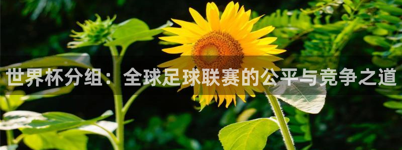 世界杯预选赛欧洲赛区积分榜:世界杯分组:全球足球联赛的公平与竞争之道